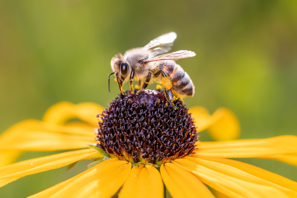 Read more about the article Cedar Valley Welcomes Honeybees!